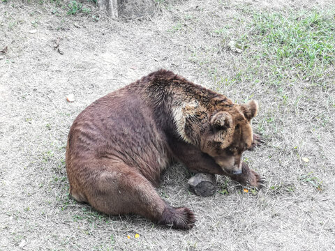 大棕熊