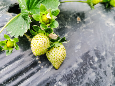 草莓种