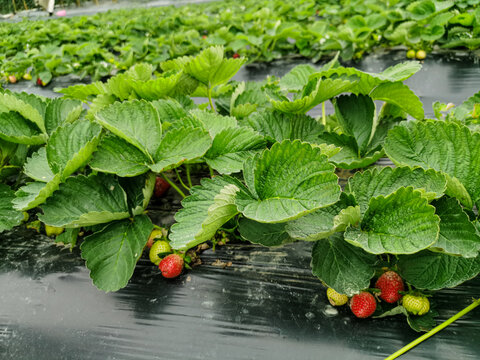 草莓田