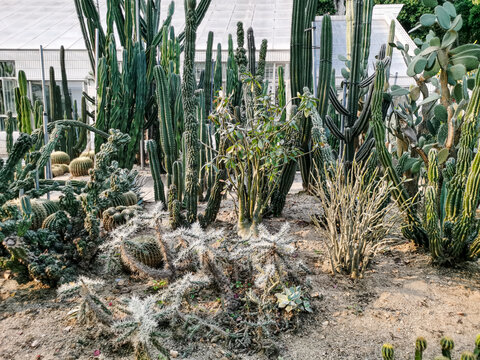 沙生植物园