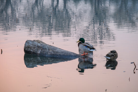 湖中栖息在岩枯木的绿头野鸭