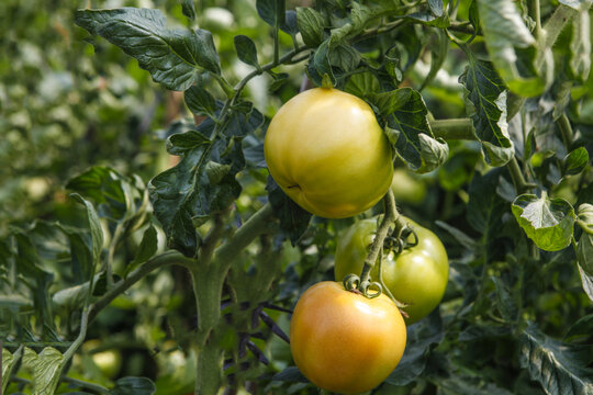 西红柿成熟了