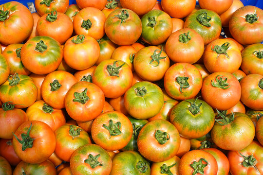 西红柿成熟了