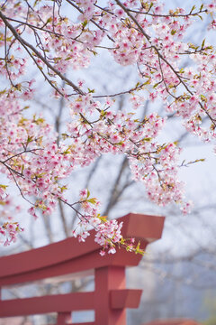宁波植物园粉色樱花