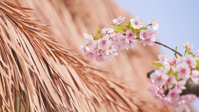宁波植物园粉色樱花
