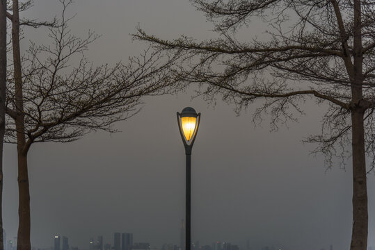 海边夜晚树荫下的路灯