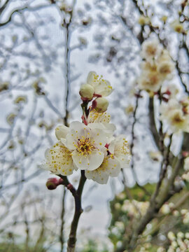 春日的杏花