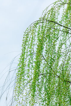 春天柳树枝条发芽绿色植物
