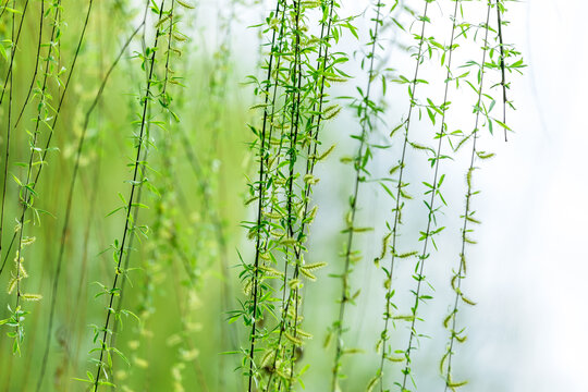 春天柳树枝条发芽绿色植物