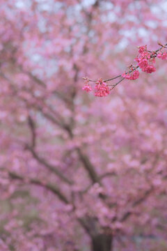 樱花树影