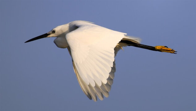 白色飞鸟在空中飞翔