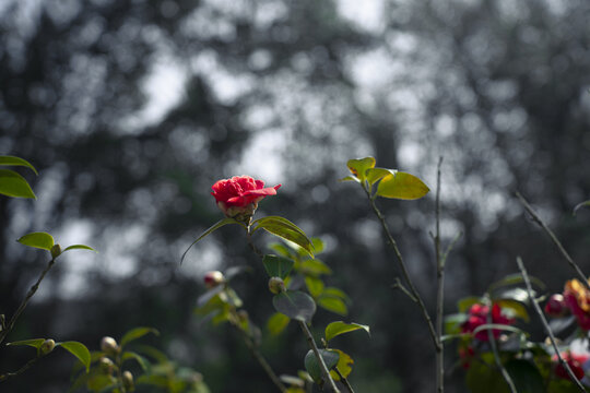 一朵红色山茶花