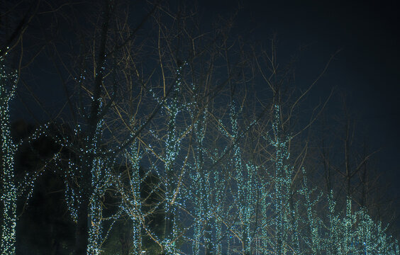 杭州钱江世纪城公园树木夜景