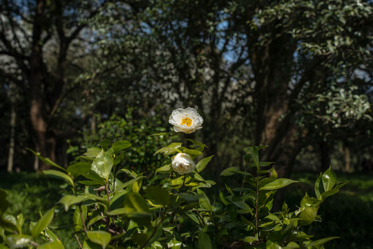 白色山茶花