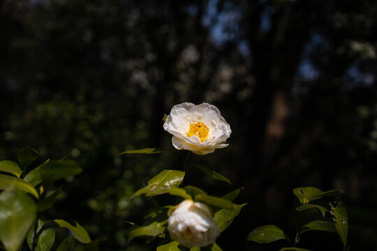 白色山茶花