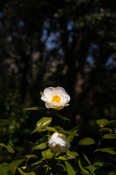 白色山茶花