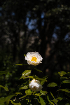 白色山茶花