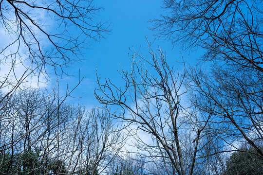 蓝天下的树枝