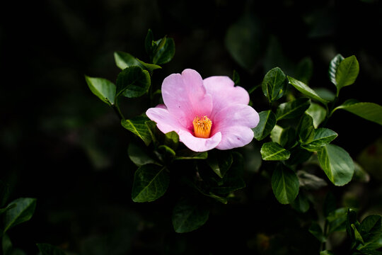 一朵粉红色茶山花