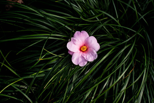 山茶花粉红色