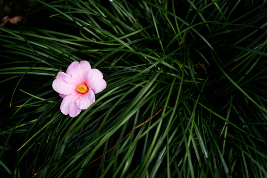 粉红色山茶花