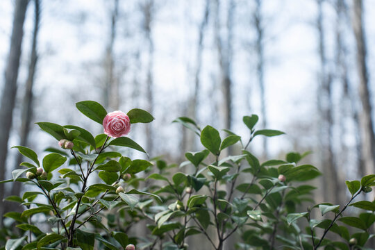 一朵山茶花