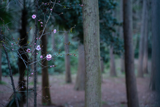 粉红色樱花树