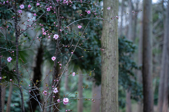 樱花素材