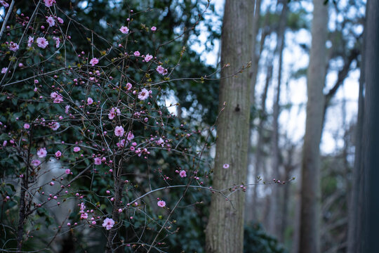 樱花