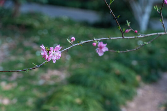 一枝桃花