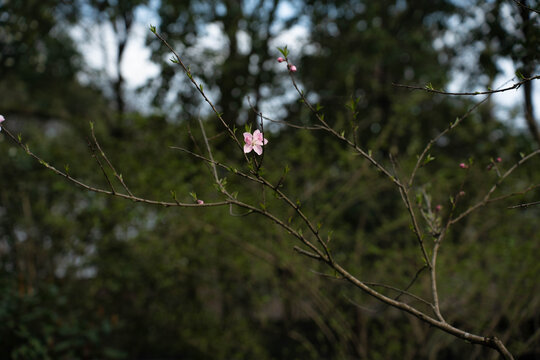 一枝桃花