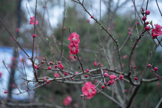 梅花