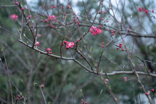 红色梅花