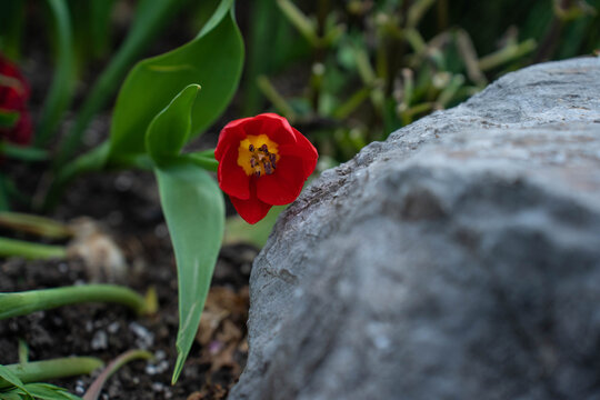 靠在石头上的红色郁金香