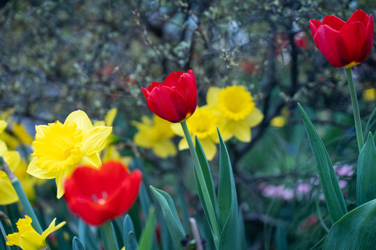 红色郁金香花