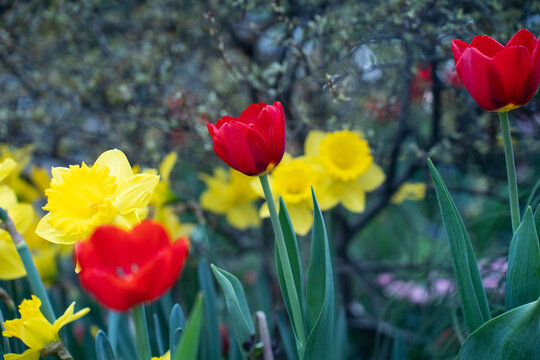 红色郁金香花