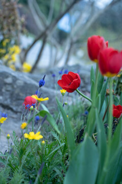 红色郁金香与其他花朵做背景