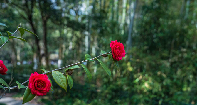 山茶花红色