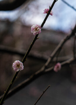 两朵樱花