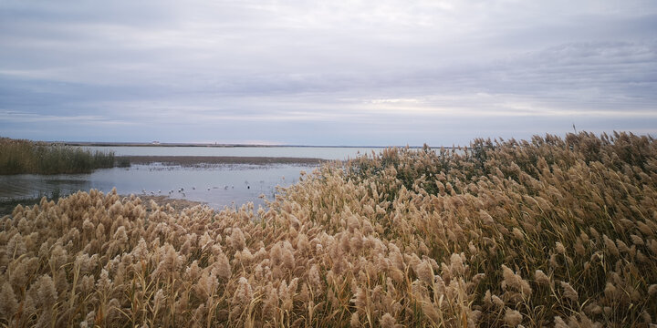 居延海芦苇荡