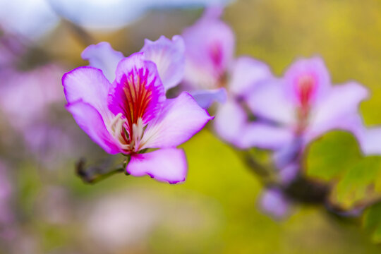 春天七星岩紫荆花
