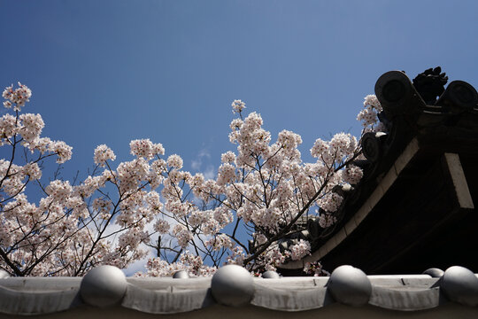 日本大阪樱花