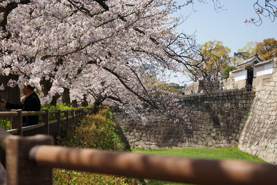 日本大阪樱花