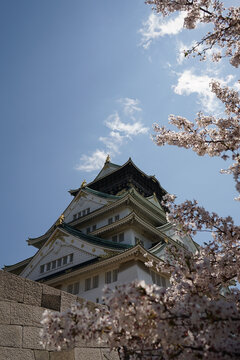 日本大阪樱花