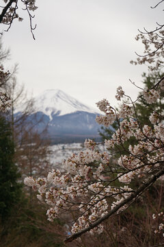 富士山樱花盛开