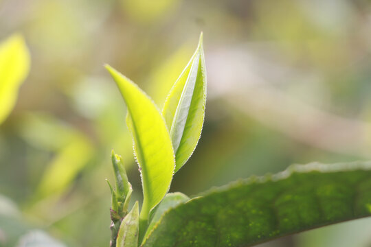 春季茶叶新芽