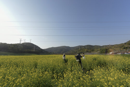 油菜花田