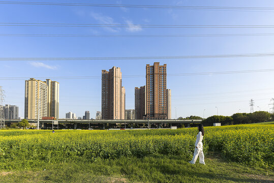 油菜花田