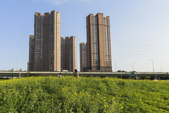 油菜花田