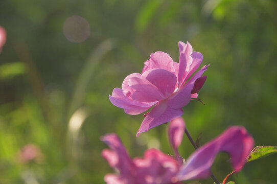 月季花朵花瓣